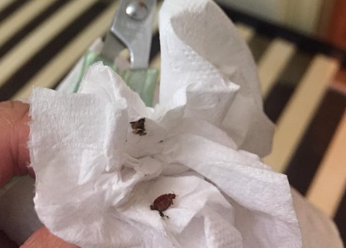 在澳洲最不想遇到的一種室友-床蟲/Bed bug